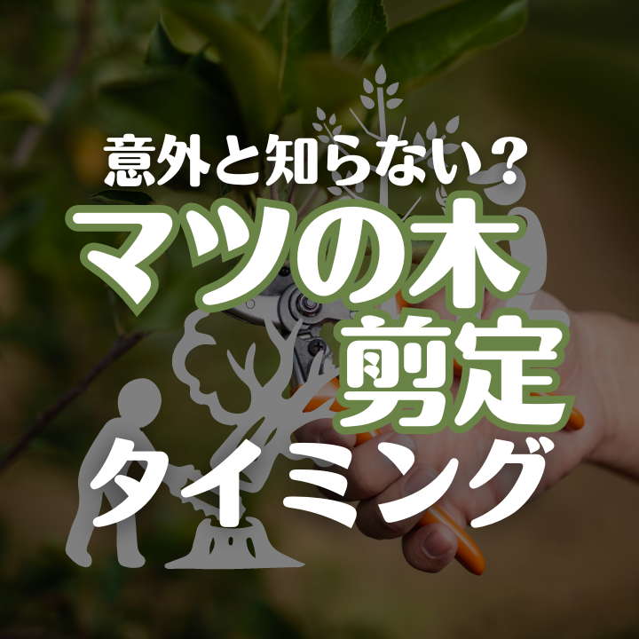 松の木はいつ剪定するのがいいの？！ - 伐採サポートセンター